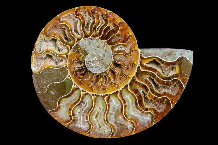 Cut & Polished Ammonite Fossil (Half) - Madagascar #158057